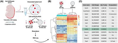 Arid3c identifies an uncharacterized subpopulation of V2 interneurons during embryonic spinal cord development